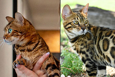 bengal cats for sale